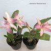 dendrobium Rainbow Dance